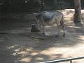 Zoo Cottbus 067